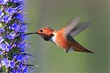 Allen's Hummingbird